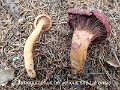 Chroogomphus helveticus ssp.tatrensis-amf923-1